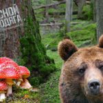 Мифы о выживании в лесу